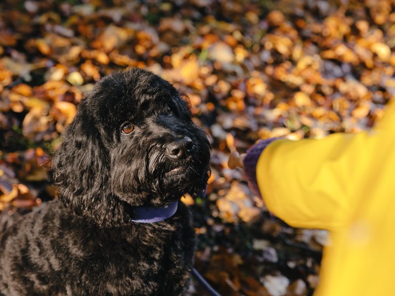 Cost of cheap dog ownership